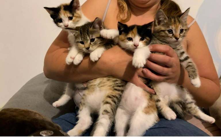Mixed kittens