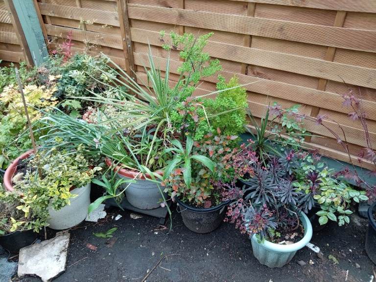 5 each Huge amount of garden plants, potted, terracotta