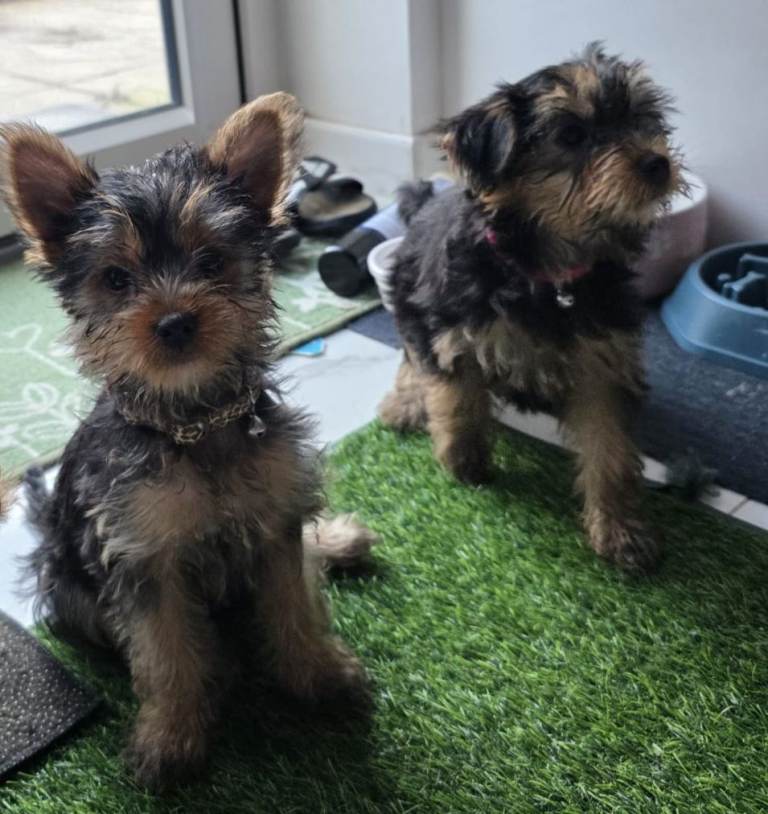 Pure Yorkshire terrier puppies 