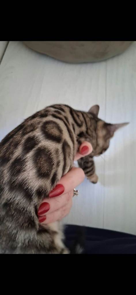 Bengal kittens