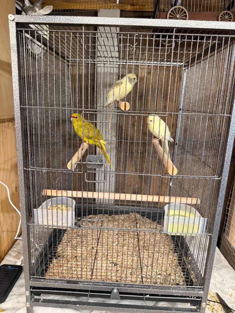 6 Wrought iron bird cage 