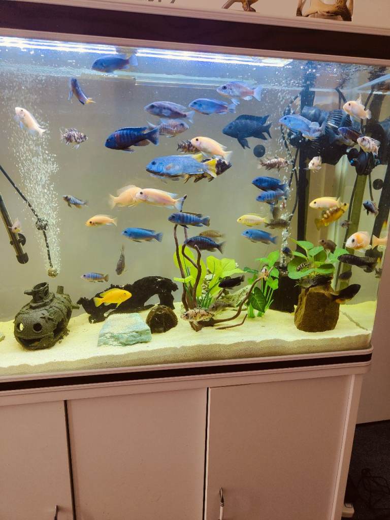 Malawi cichlid aquarium fish