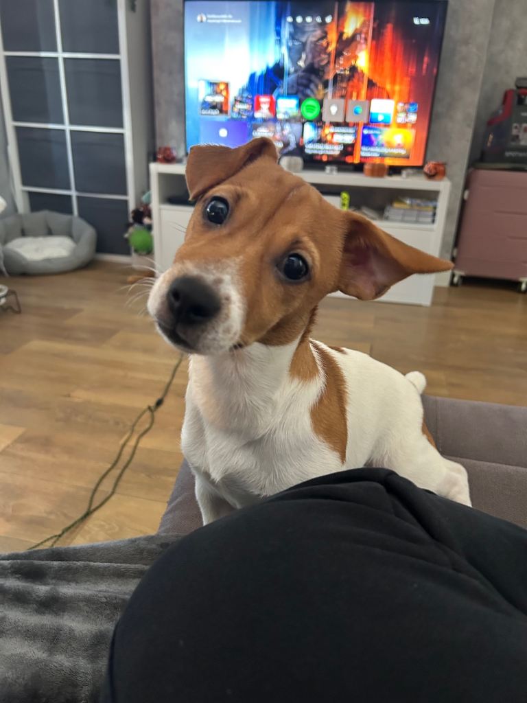 Jack Russell 10 months old 