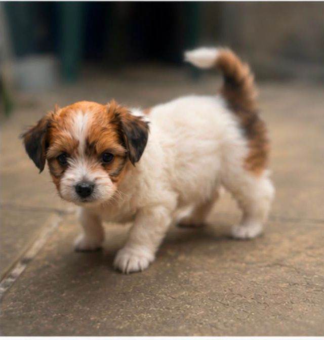 chihuahua x jack russell pups