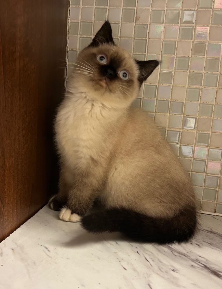  British Shorthair Colourpoint Kittens – Boys