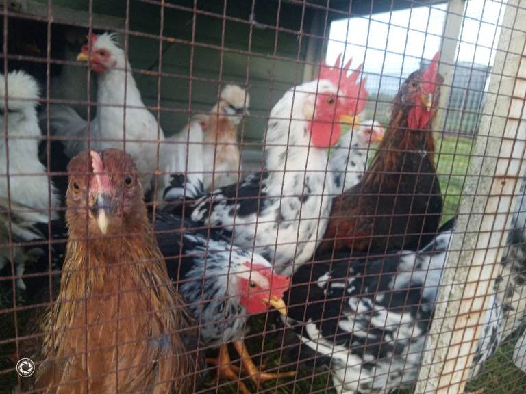 Exchequer leghorn rooster