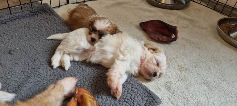 Shih tzu puppies for sale