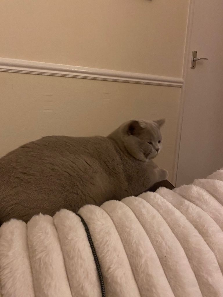 Beautiful lilac Bsh male 