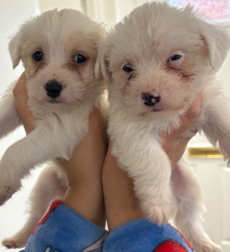 Jack Russel x Maltese 1 girl 1 boy