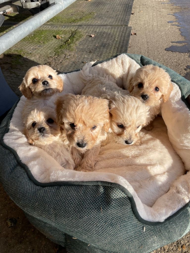 Beautiful litter of cockapoos 