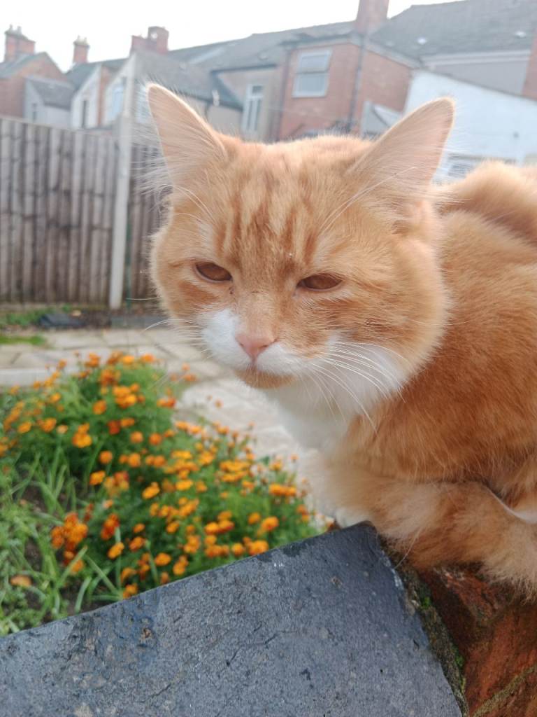 Missing Orange and White 1 year old cat