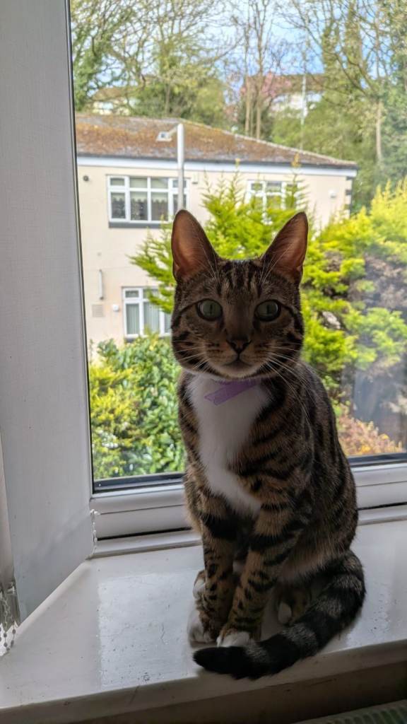 Bengal cat