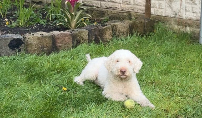 Lagotto Romagnolo dog