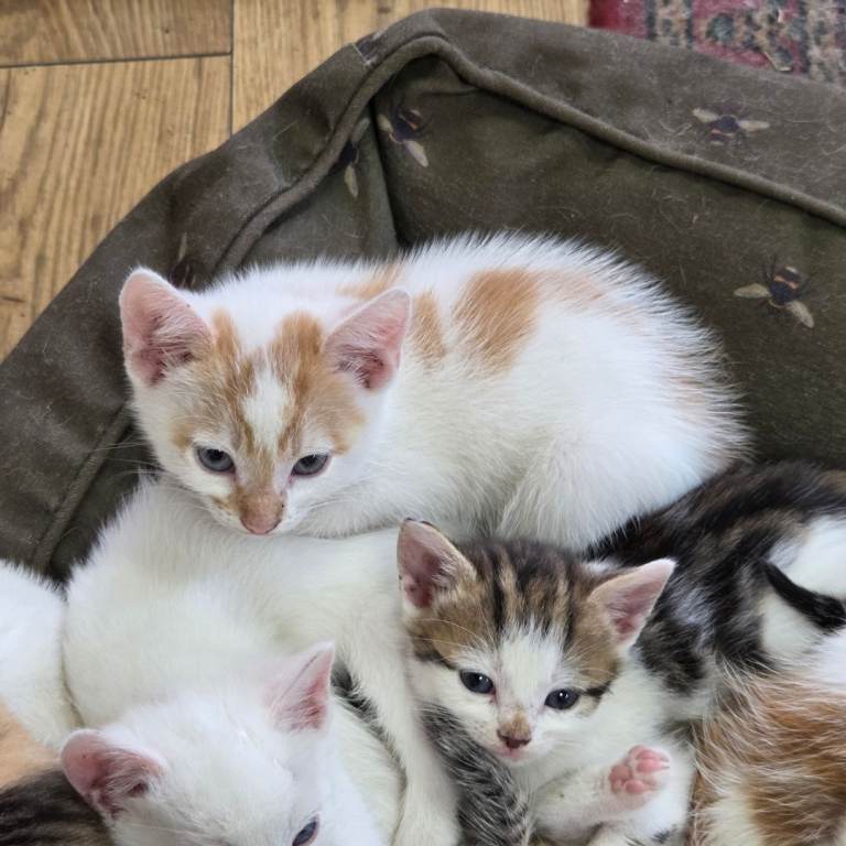 British Shorthair x Siamese Kittens 