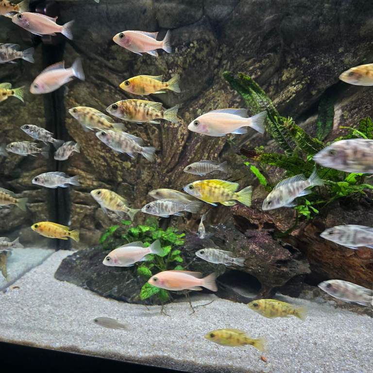 Peacock Malawi cichlid 