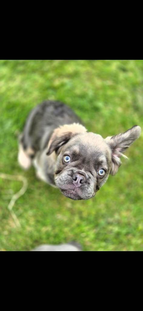 French bulldog pup