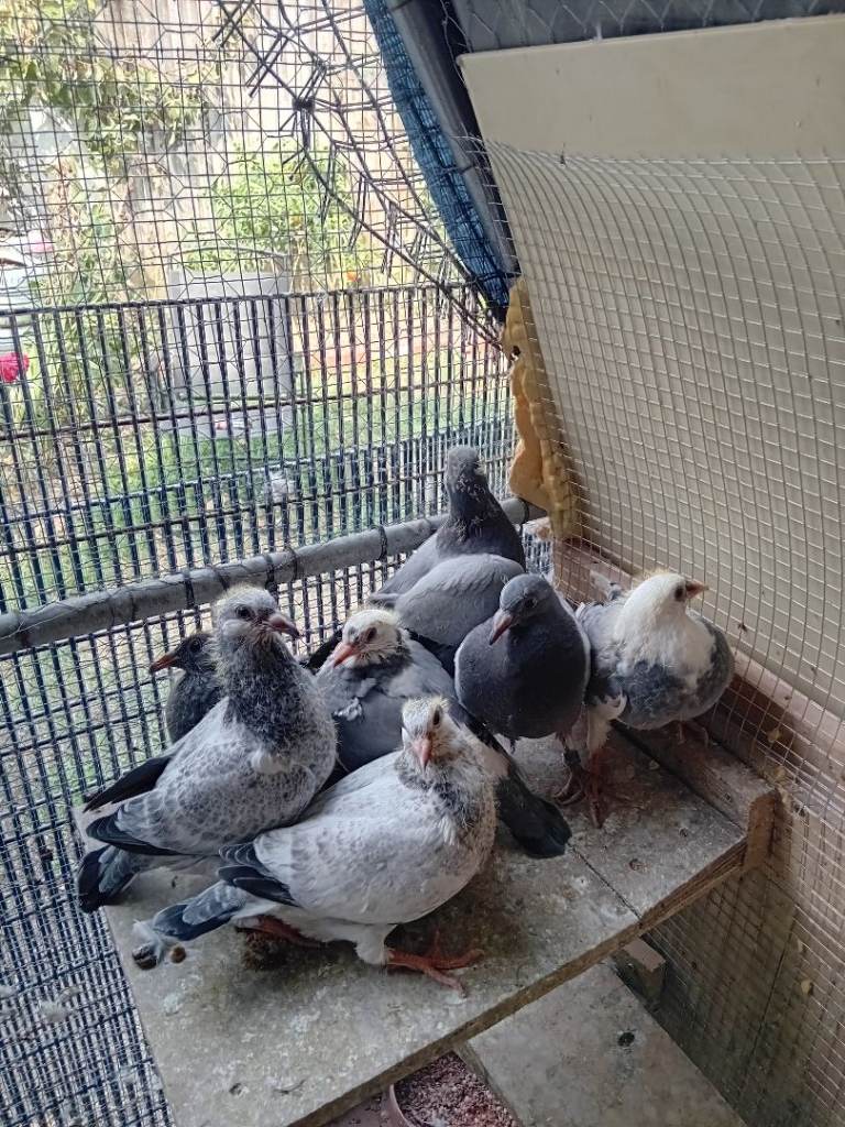 Pigeon