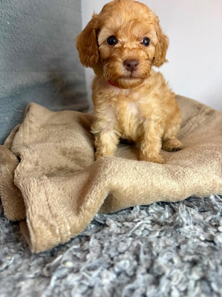 Beautiful F1B Cavapoo Puppies- 3 GIRLS READY NOW