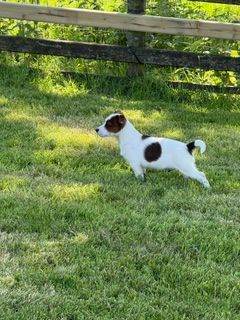 Mini Jack Russell cross Puppy