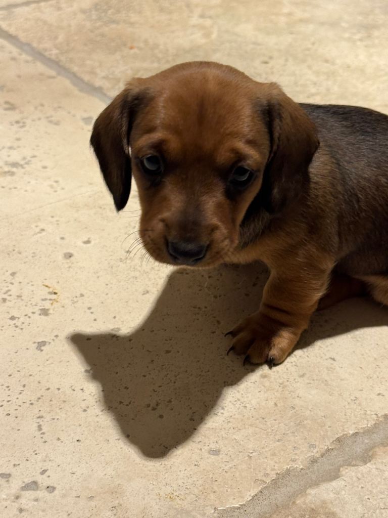 Female Miniature wired dachshund 