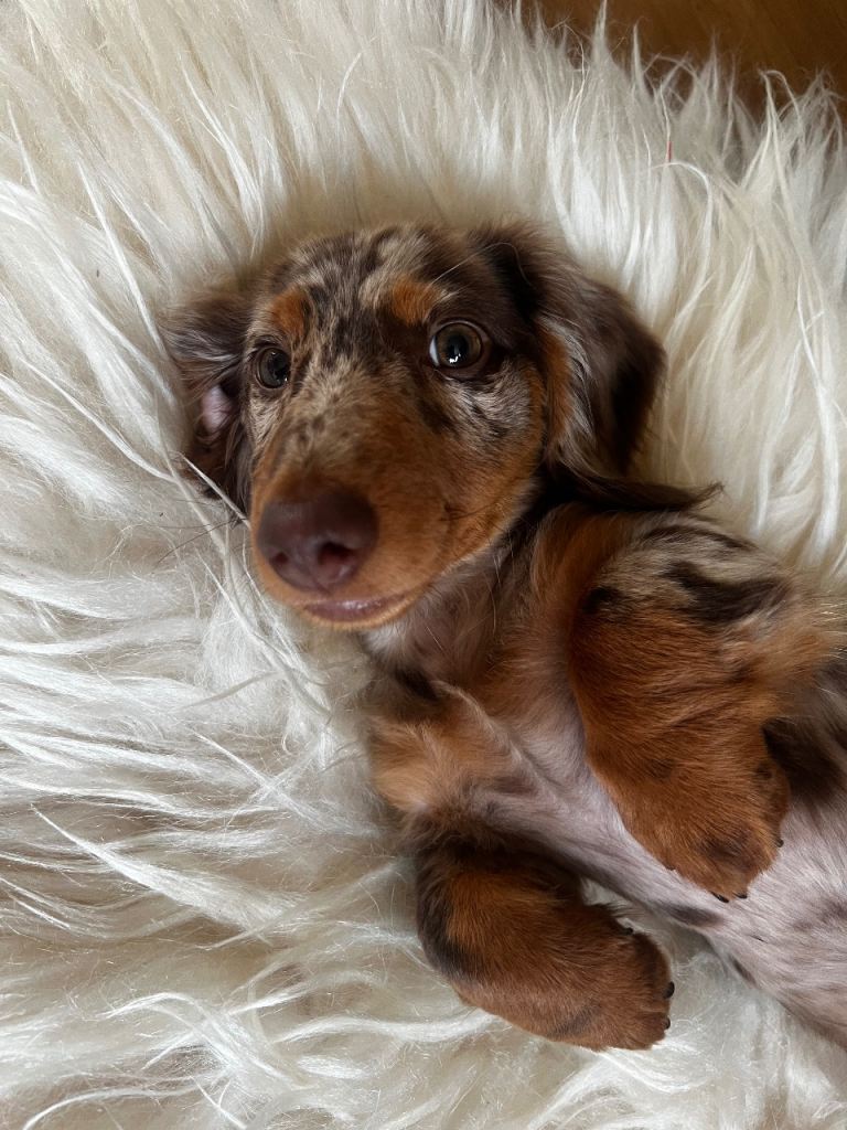 Mini dachshund re-homing 15weeks old