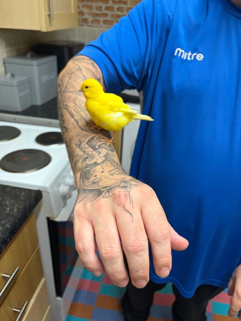 2 pet Fife canary’s/canaries birds 