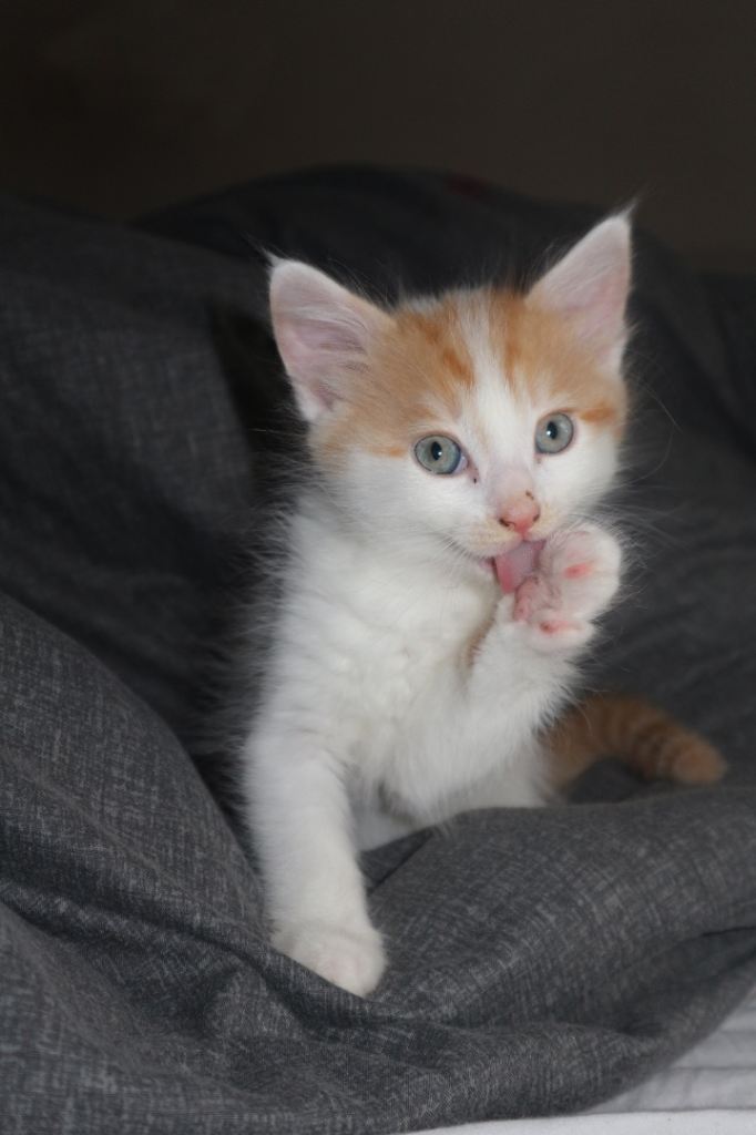 longhair ginger kittens available 