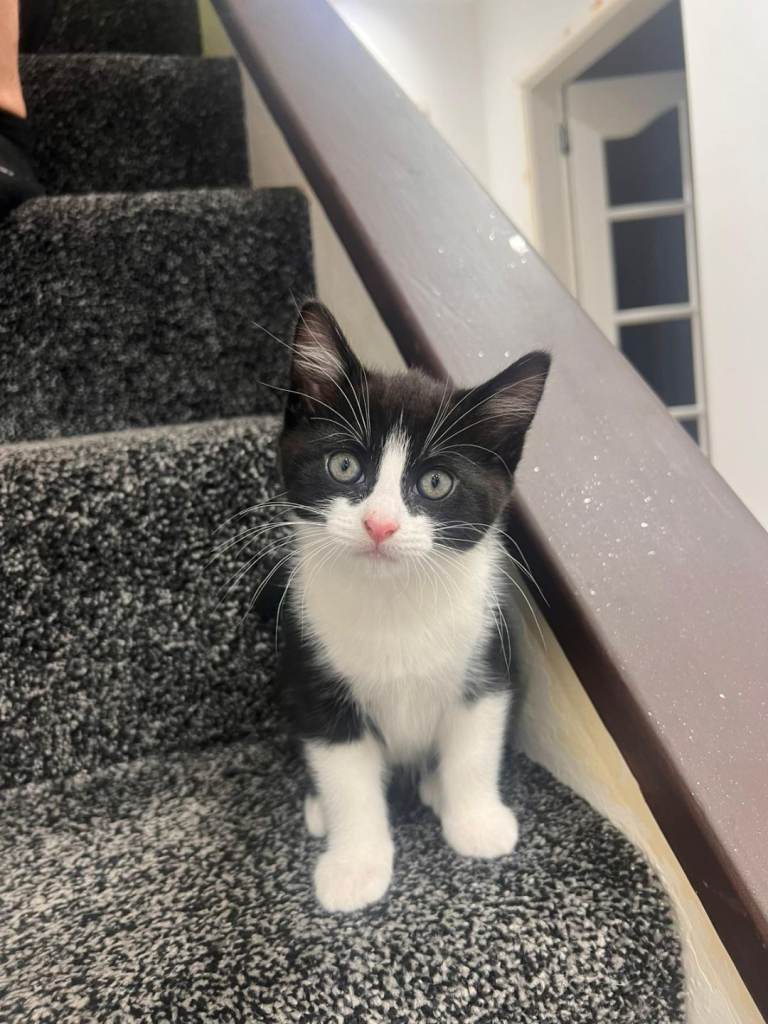 ***MALE KITTEN FOR SALE***