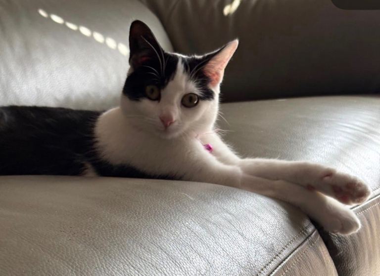 Tuxedo Cat, female cat 