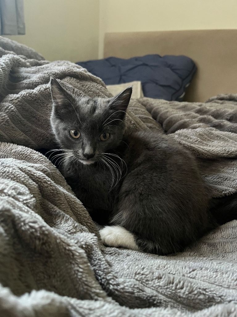 Kittens 
