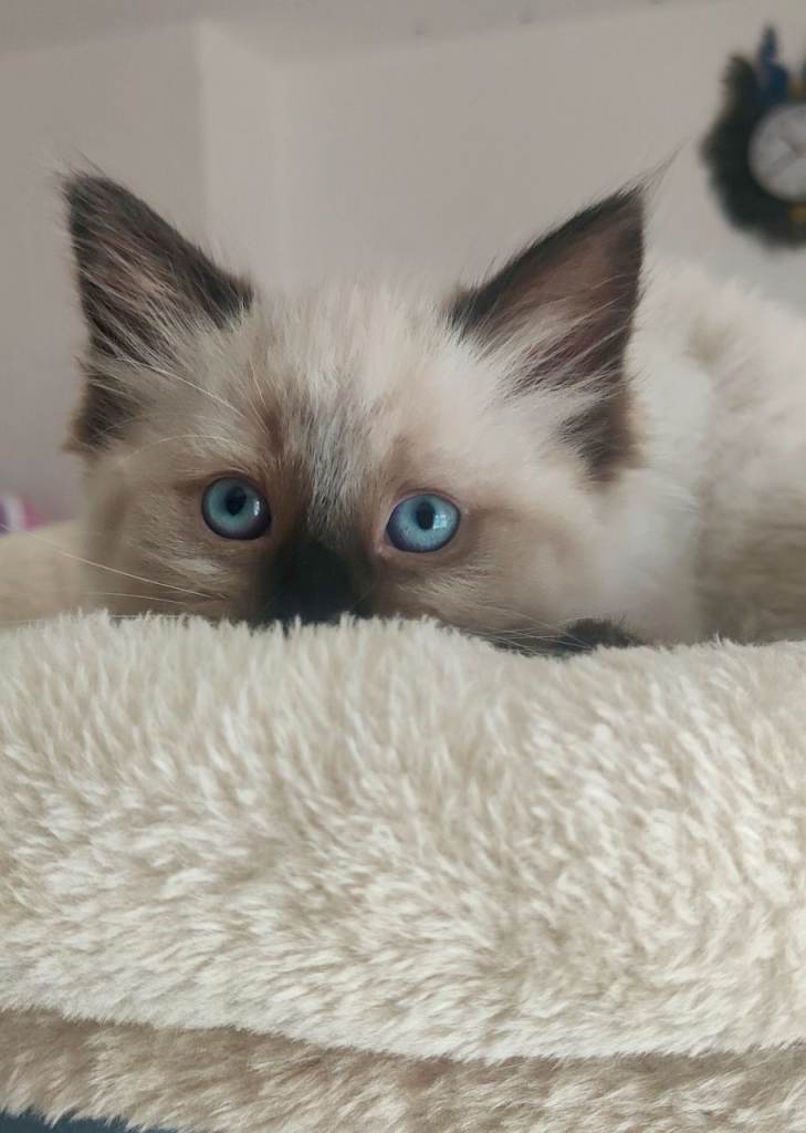 Stunning Ragdoll boy Looking for his Forever Home