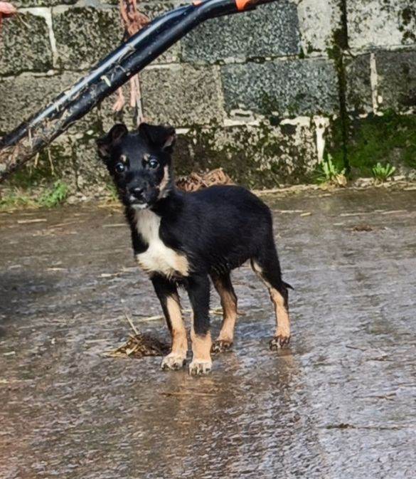 3 Collie cross Huntaway puppies 