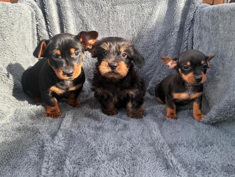 Dachshund x Yorkshire terrier 