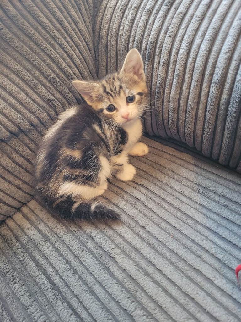 beautiful 8 week old tabby cat female