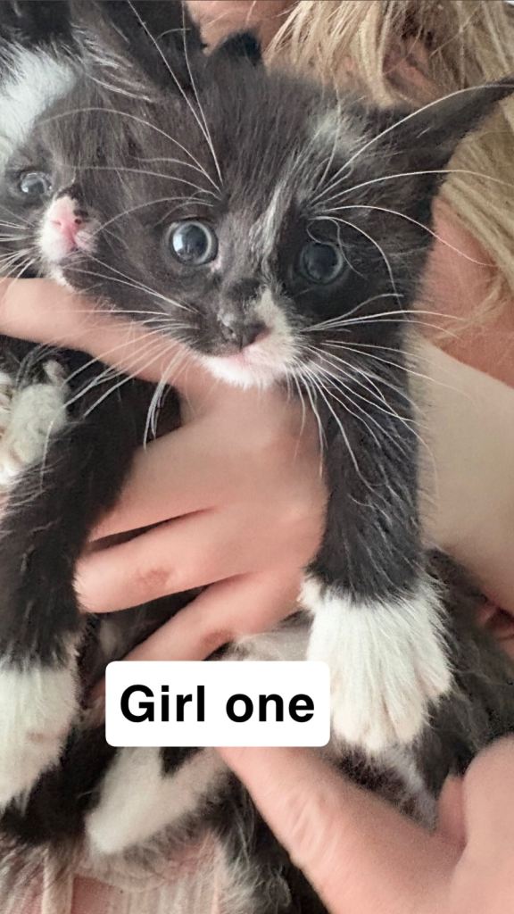 6 gorgeous tuxedo kittens for sale