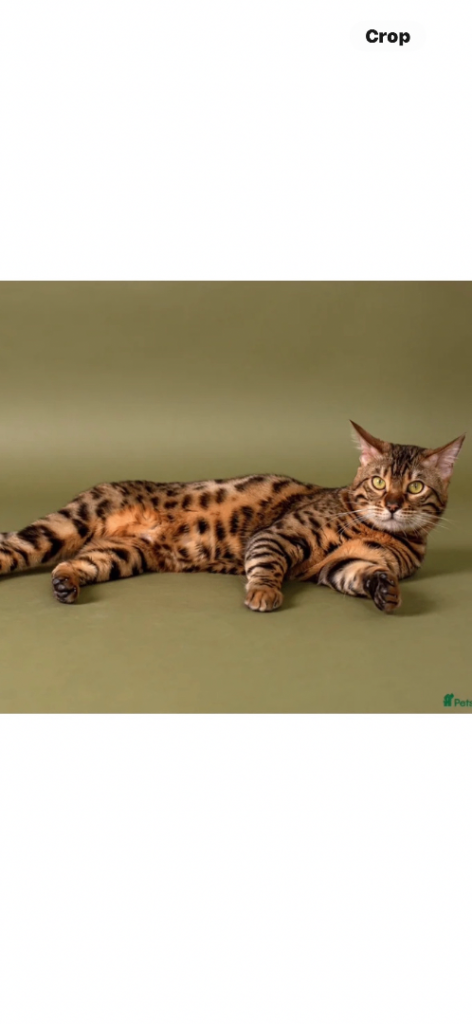 Last 2 stunning pure bred bengal kittens