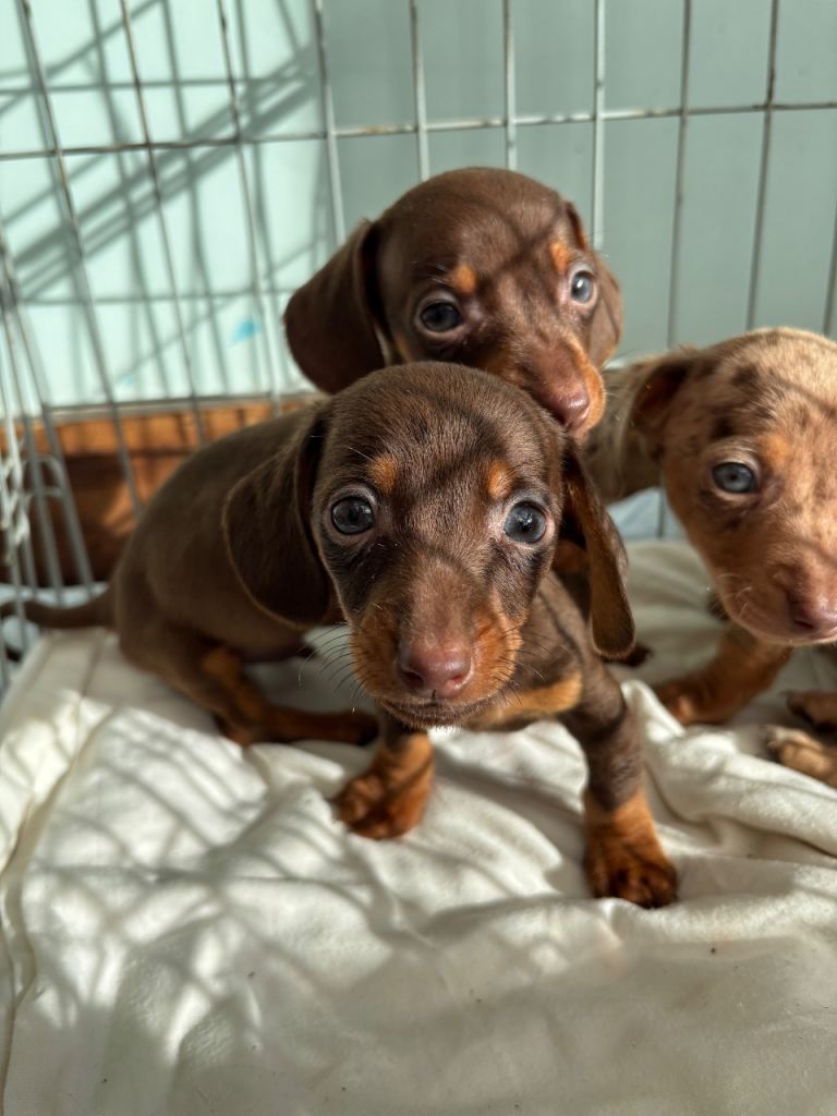 2 mini dachshund pups! READY TO LEAVE 