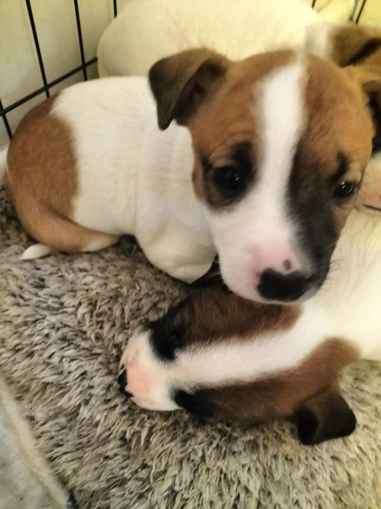 1 PUPPY LEFT READY TO LEAVE 