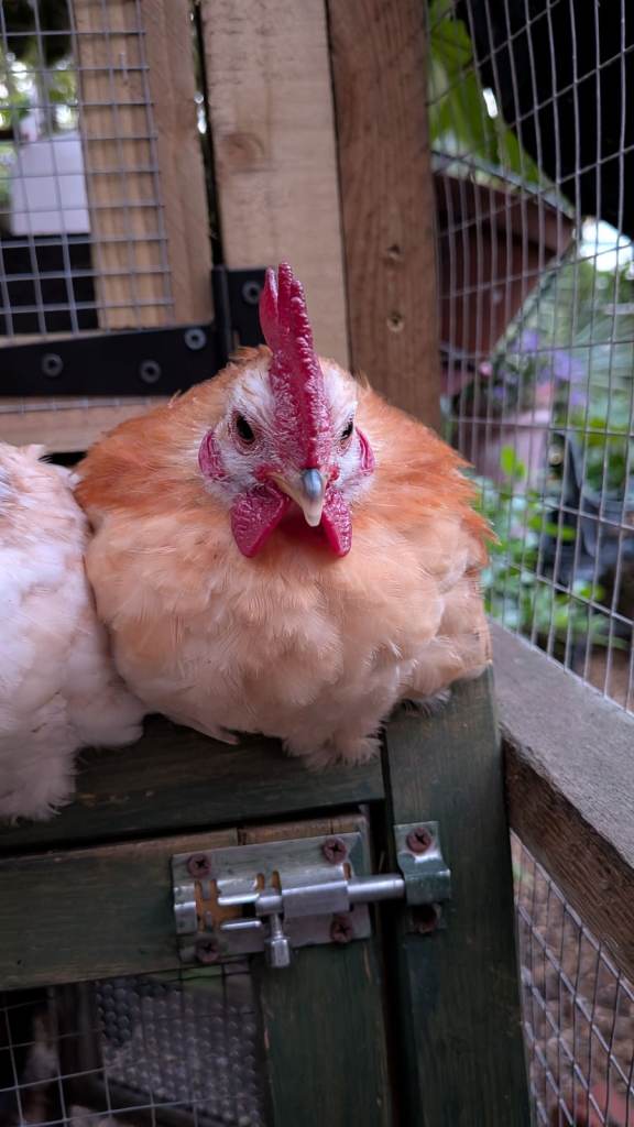 Serama Chicken Unrelated Trio For Sale - Tiny Friendly Chickens