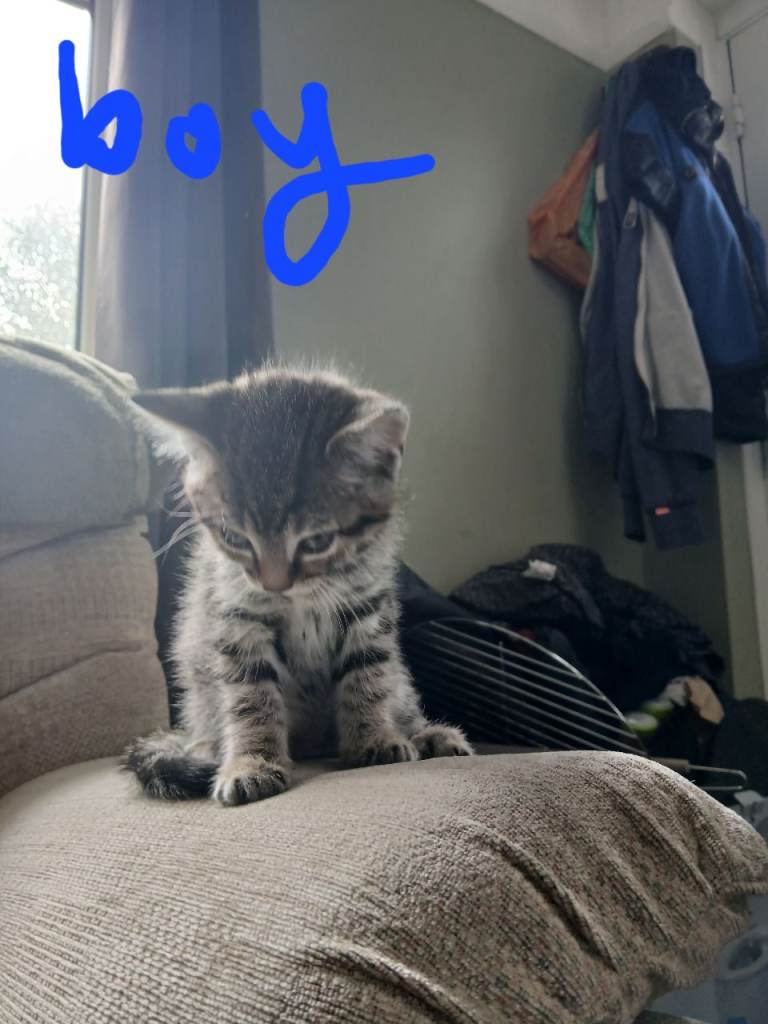 Beautiful Kittens
