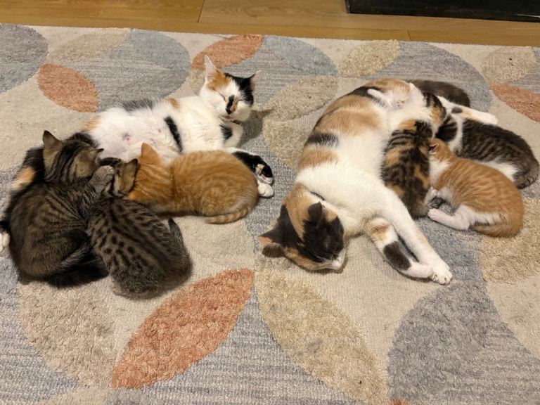 5 beautiful fur babies 