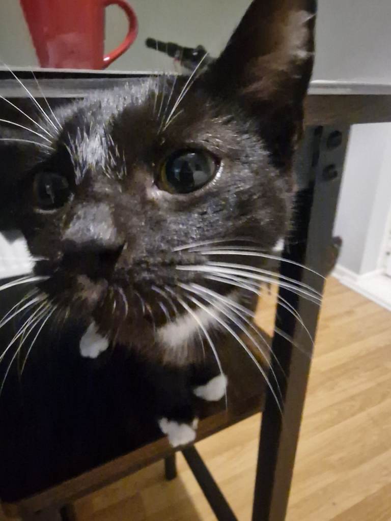 Kitten looking for new home