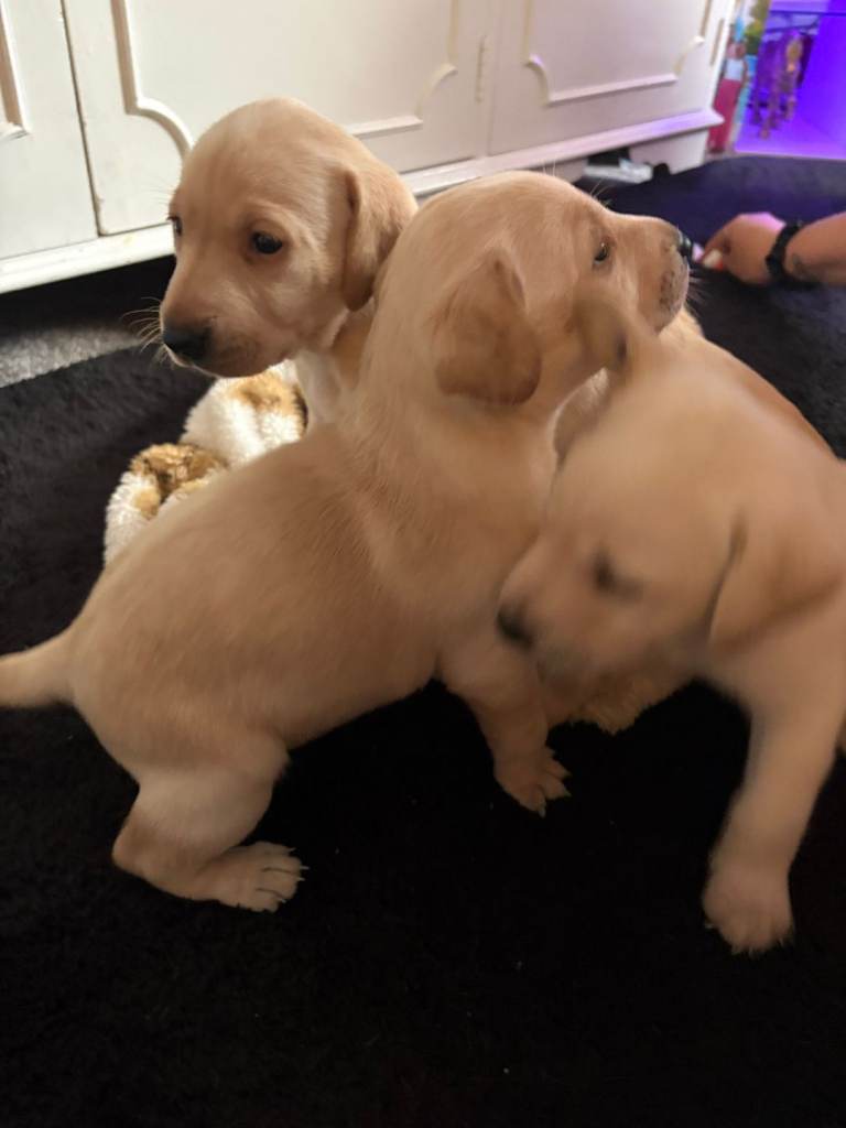 Labrador puppies for sale
