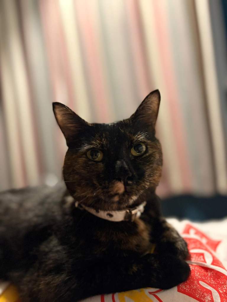 Torteshell female cat 6 years old spayed 