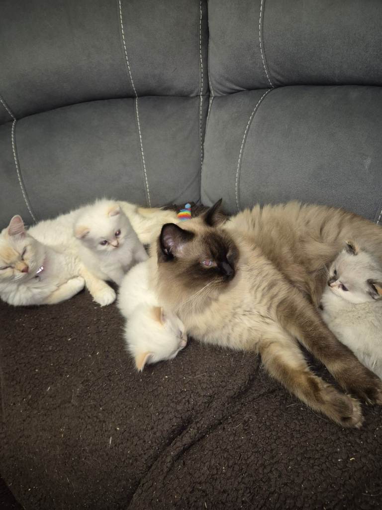 Pure ragdolls 2 flame points and rare mink tortie