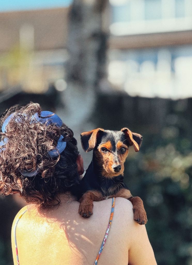 Black & Tan Miniature Dachshund – 7 Months – Vaccinated & Trained