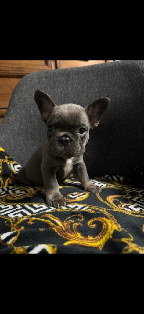Frenchie puppy’s 