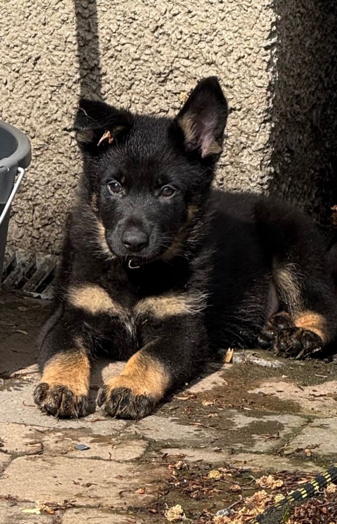 KC Reg Stunning German Shepherd Pups.