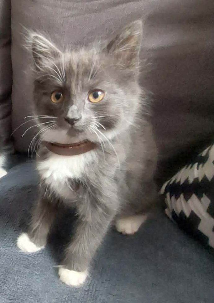 Kitten mix