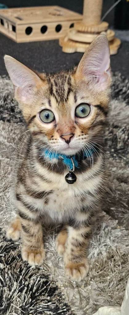 Tica, Active Registered Bengal kittens 